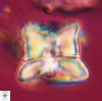 Heliolithus riedelii 24448
