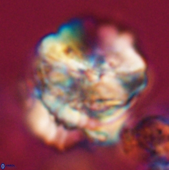Heliolithus riedelii 24491