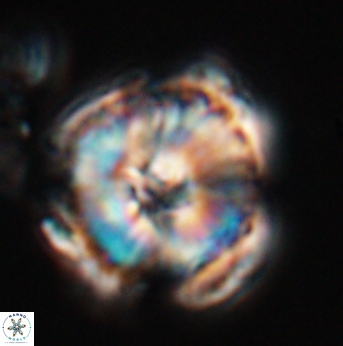 Heliolithus riedelii 24494