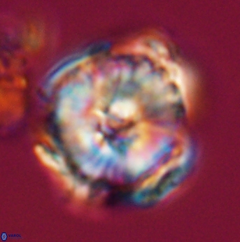 Heliolithus riedelii 24495