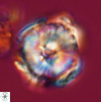 Heliolithus riedelii 24495