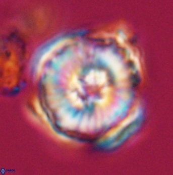 Heliolithus riedelii 24499
