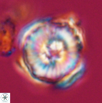Heliolithus riedelii 24499