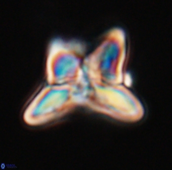 Heliolithus riedelii 24437