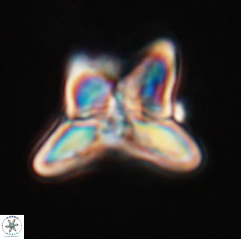 Heliolithus riedelii 24437