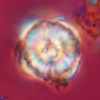 Heliolithus riedelii 24510
