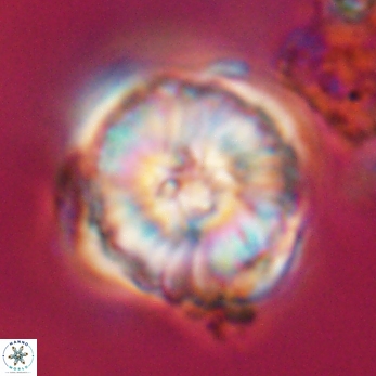 Heliolithus riedelii 24510