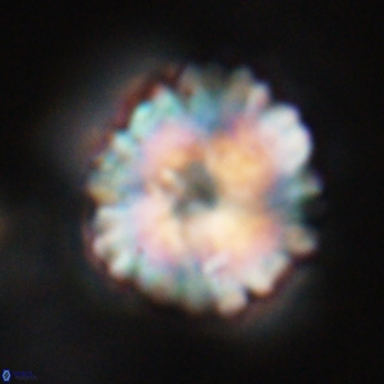 Heliolithus riedelii 24516