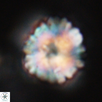 Heliolithus riedelii 24516