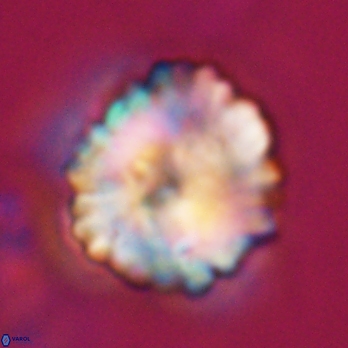 Heliolithus riedelii 24517