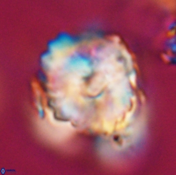 Heliolithus riedelii 24530