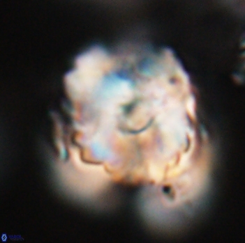 Heliolithus riedelii 24531