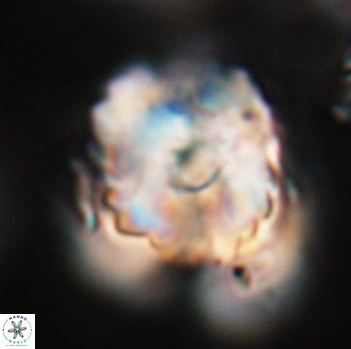Heliolithus riedelii 24531