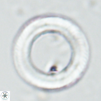 Tonromeinia davidii 25663