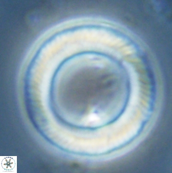 Tonromeinia davidii 25663