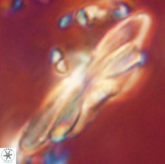 Heliotrochus kleinpellii 62656