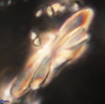 Heliotrochus kleinpellii 62657