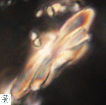 Heliotrochus kleinpellii 62657