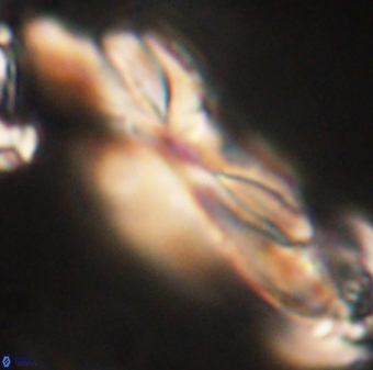 Heliotrochus kleinpellii 62662