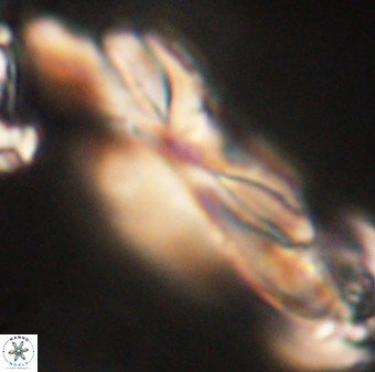 Heliotrochus kleinpellii 62662