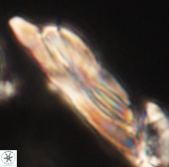 Heliotrochus kleinpellii 62663