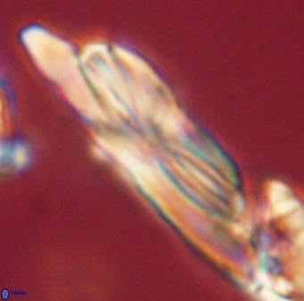 Heliotrochus kleinpellii 62664