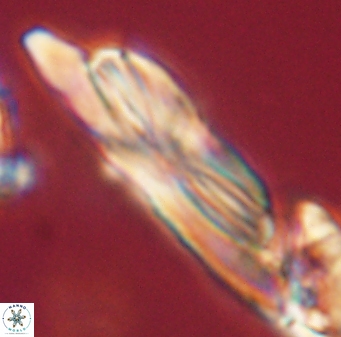 Heliotrochus kleinpellii 62664