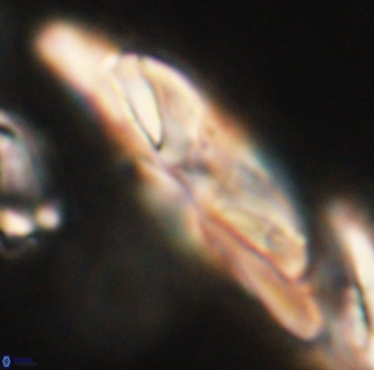Heliotrochus kleinpellii 62668