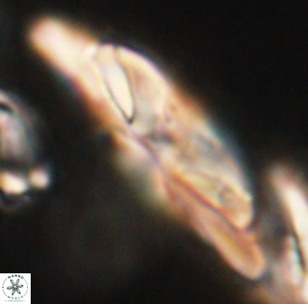 Heliotrochus kleinpellii 62668