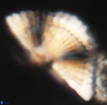 Heliotrochus kleinpellii 62671