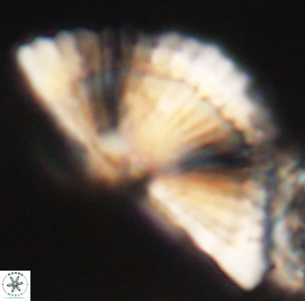 Heliotrochus kleinpellii 62671
