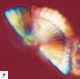 Heliotrochus kleinpellii 62672