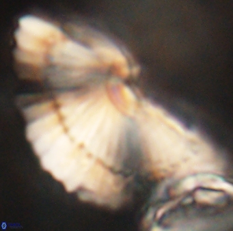 Heliotrochus kleinpellii 62676
