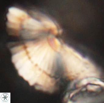 Heliotrochus kleinpellii 62676