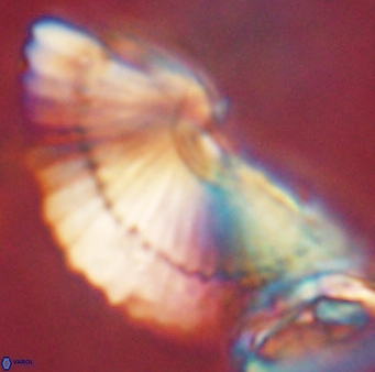 Heliotrochus kleinpellii 62677