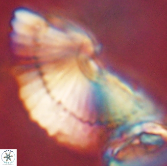 Heliotrochus kleinpellii 62677