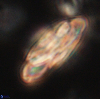 Heliotrochus kleinpellii 62701