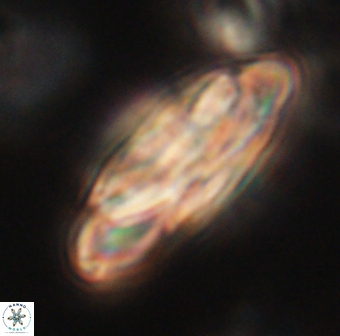 Heliotrochus kleinpellii 62701