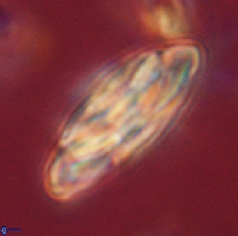 Heliotrochus kleinpellii 62702