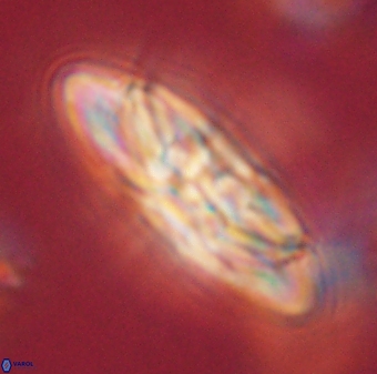 Heliotrochus kleinpellii 62704