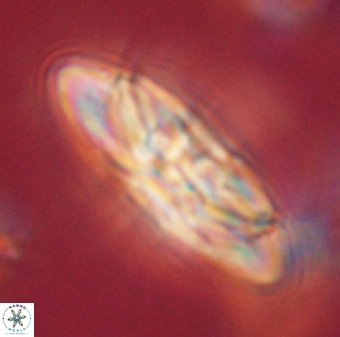 Heliotrochus kleinpellii 62704