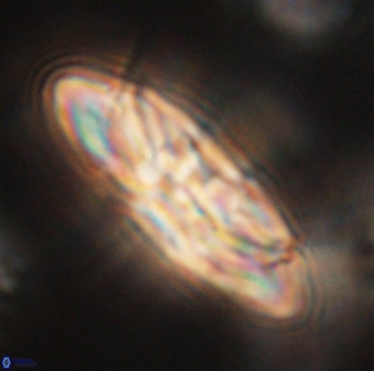 Heliotrochus kleinpellii 62705