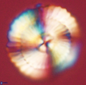 Heliotrochus kleinpellii 62708