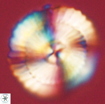 Heliotrochus kleinpellii 62708