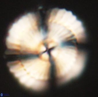 Heliotrochus kleinpellii 62709