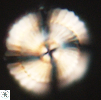 Heliotrochus kleinpellii 62709