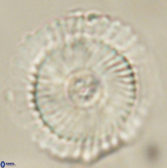 Heliotrochus kleinpellii 62711