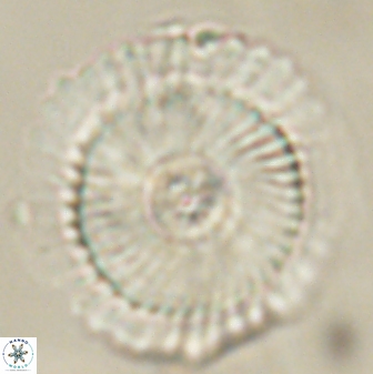 Heliotrochus kleinpellii 62711