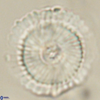 Heliotrochus kleinpellii 62713