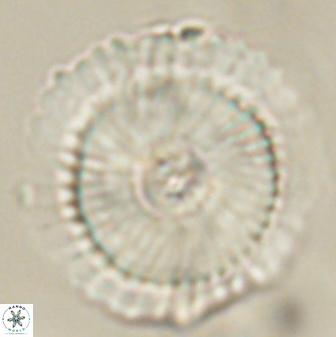 Heliotrochus kleinpellii 62713